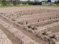 Продажа садового участка: с. Светлое, к/с Светлое (городской округ  Сухой Лог) - Фото 6