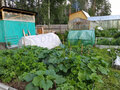 Продажа садового участка: г. Асбест, Горняк - 6 (городской округ Асбестовский) - Фото 7