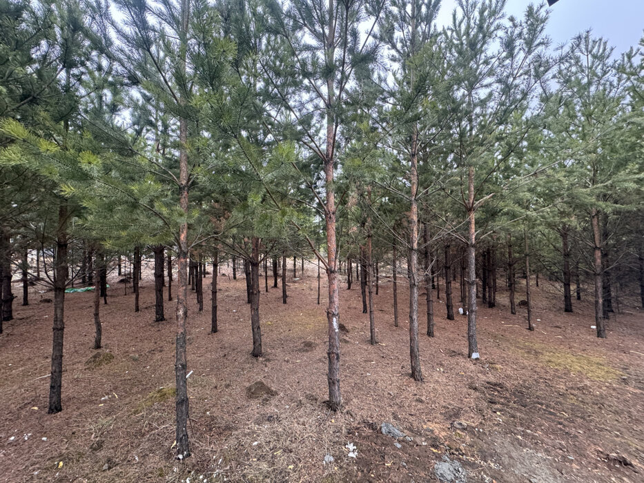 к.п. Зеленые кварталы, ул. Лебедева, 11 (городской округ Белоярский, п. Рассоха) - фото дома (8)