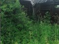 Продажа земельного участка: д. Старая Паньшина, ул. Чапаева, 4 (городской округ Горноуральский) - Фото 2