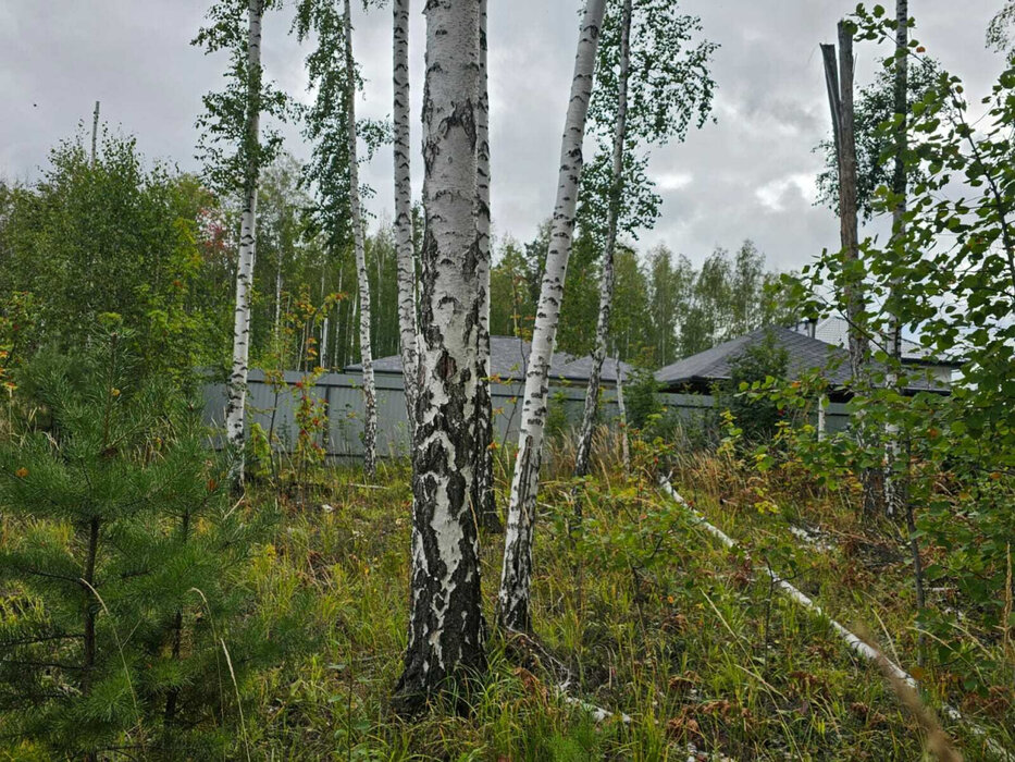 п. Зеленый бор, ТСН Луговое (городской округ Верхняя Пышма) - фото сада (3)