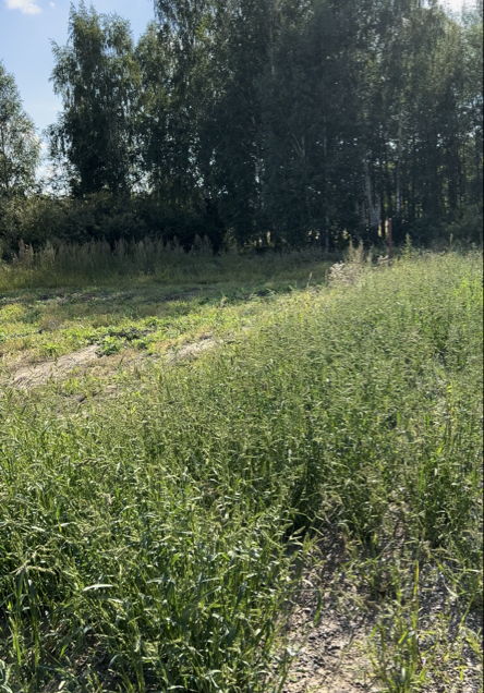 с. Мальцево, ул. Заречная, 32 (городской округ Тугулымский) - фото земельного участка (3)