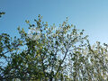 Продажа земельного участка: д. Сохарево, ул. Солнечная (городской округ Режевской) - Фото 4