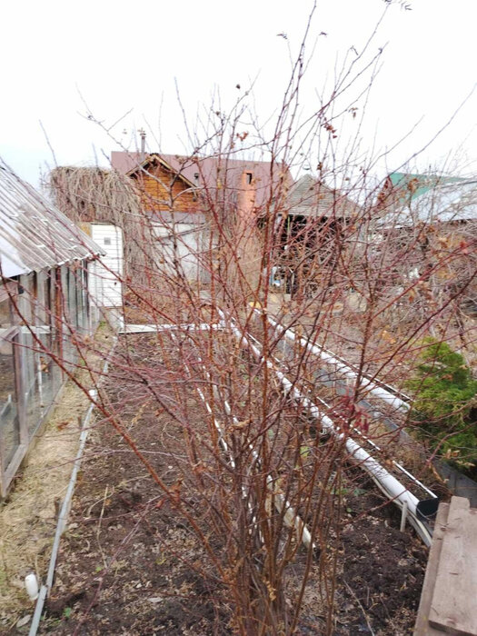 г. Верхняя Пышма, СНТ Калининец-8 (городской округ Верхняя Пышма) - фото сада (8)