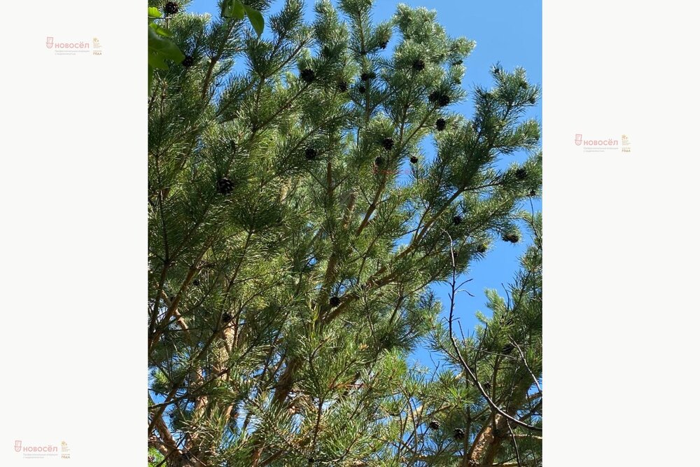 с. Логиново, ул. Речная, 1 (городской округ Белоярский) - фото дома (2)