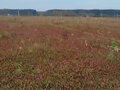 Продажа земельного участка: д. Курманка, ул. Фермерская, 4 (городской округ Заречный) - Фото 7
