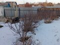 Продажа садового участка: с. Патруши, СОТ Заречный (городской округ Сысертский) - Фото 3