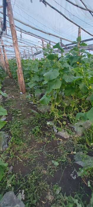 д. Банное, ул. Тепличное хозяйство,   (городской округ Красноуфимск) - фото готового бизнеса (8)