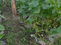 Продажа бизнеса: д. Банное, ул. Тепличное хозяйство,   (городской округ Красноуфимск) - Фото 8