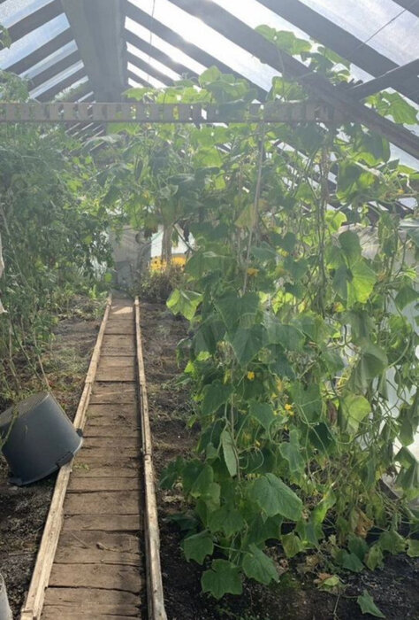 г. Ревда, СОТ Труженик, ул. Сосновая (городской округ Ревда) - фото сада (5)
