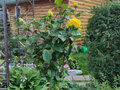 Продажа дачи: п. Зеленый Лог, ул. Зеленый лог,   (городской округ Полевской) - Фото 3