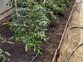 Продажа садового участка: с. Малобрусянское, СНТ Ясень (городской округ Белоярский) - Фото 7