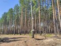 Продажа земельного участка: г. Сысерть, ул. Розы Люксембург, 188Б (городской округ Сысертский) - Фото 4