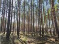 Продажа земельного участка: г. Сысерть, ул. Розы Люксембург, 188Б (городской округ Сысертский) - Фото 7