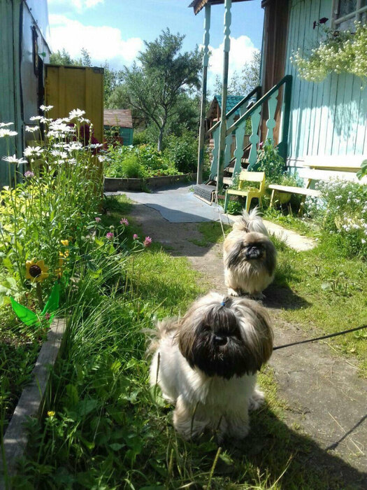 г. Верхняя Пышма, СНТ Надежда-73 (городской округ Верхняя Пышма) - фото сада (4)
