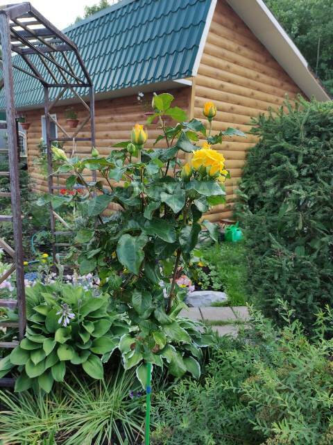 п. Зеленый Лог, ул. ПО Зелёный Лог,   (городской округ Полевской) - фото дачи (3)