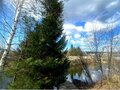 Продажа садового участка: г. Березовский, № 36 (городской округ Березовский) - Фото 4