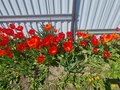 Продажа дома: г. Каменск-Уральский, ул. Урицкого, 44 (городской округ Каменский) - Фото 5