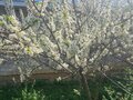 Продажа дома: г. Каменск-Уральский, ул. Урицкого, 44 (городской округ Каменский) - Фото 6