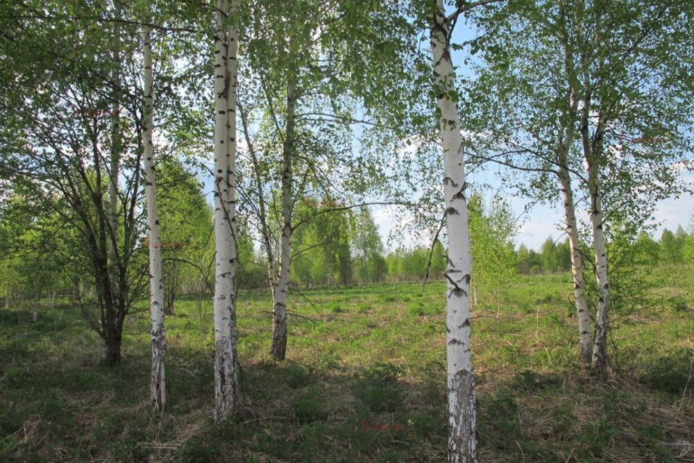 г. Березовский, ул. Театральная (городской округ Березовский) - фото земельного участка (1)