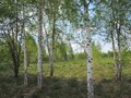 Продажа земельного участка: г. Березовский, ул. Театральная (городской округ Березовский) - Фото 1