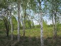 Продажа земельного участка: г. Березовский, ул. Театральная (городской округ Березовский) - Фото 6