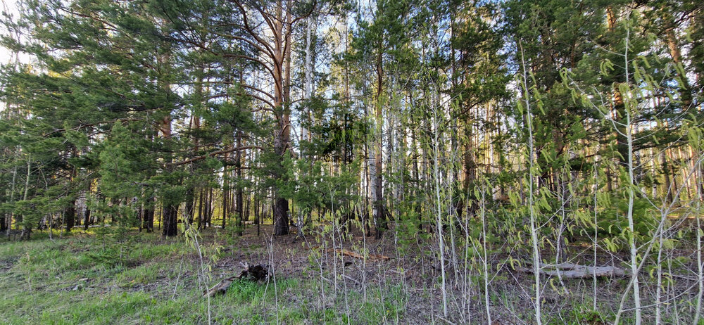 к.п. Чистые росы-2 (городской округ Белоярский) - фото земельного участка (3)