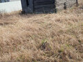 Продажа коттеджа, дома, дачи: д. Златогорова, ул. Школьная, 34 (городской округ Белоярский) - Фото 4