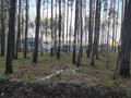 Продажа земельного участка: п. Полевой, ул. Боровая, 18 (городской округ Сысертский) - Фото 6