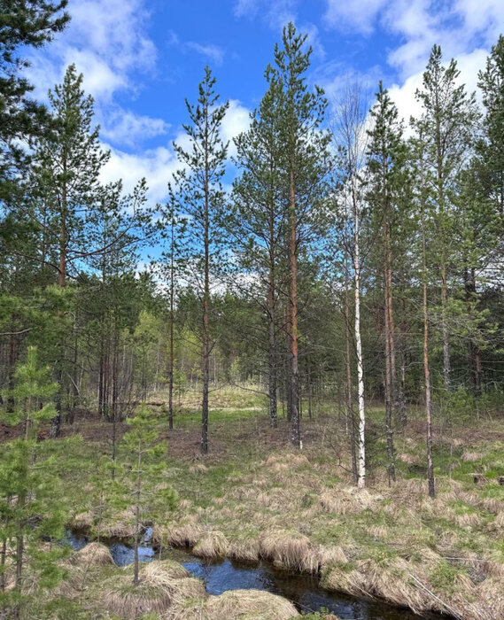 п. Уралец, ул. Трудовая, 60 (городской округ Нижний Тагил) - фото земельного участка (4)