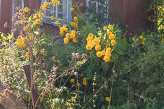 п. Шаля, ул. Урицкого,   (городской округ Шалинский) - фото дома