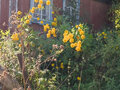 Продажа дома: п. Шаля, ул. Урицкого,   (городской округ Шалинский) - Фото 1