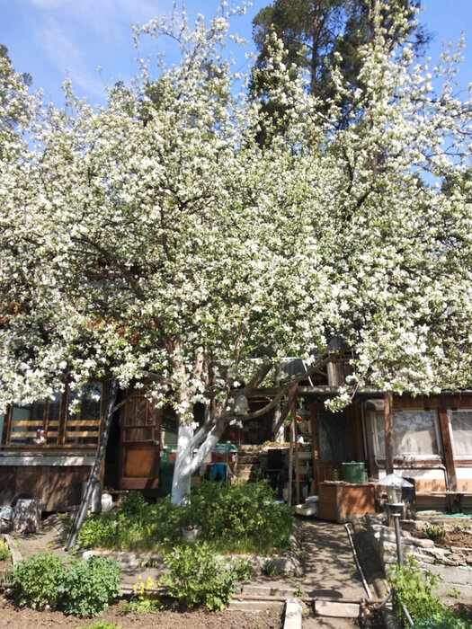 г. Березовский, коллективный сад №28, участок №46 (городской округ Березовский) - фото сада (8)