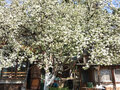 Продажа садового участка: г. Березовский, коллективный сад №28, участок №46 (городской округ Березовский) - Фото 8