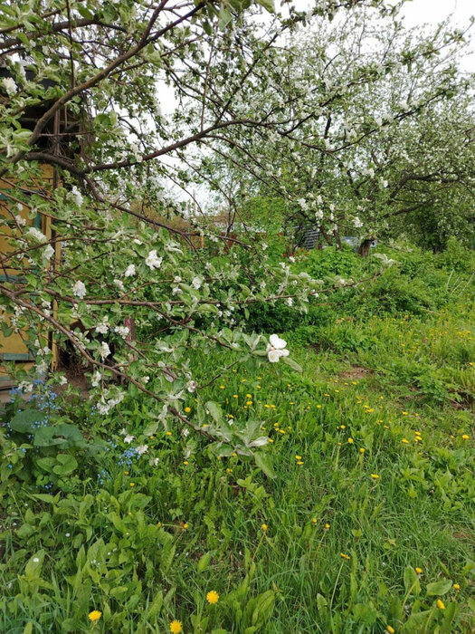 Екатеринбург, снт. Строитель-1 , ул. снт. Строитель-1 (кад.кв-л, 0313001) (Широкая речка) - фото сада (13)
