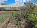 Продажа садового участка: г. Ревда, к/с Автомобилист (городской округ Ревда) - Фото 1