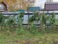 Продажа садового участка: Екатеринбург, к/с Дружба, уч. 15 (Елизавет) - Фото 7