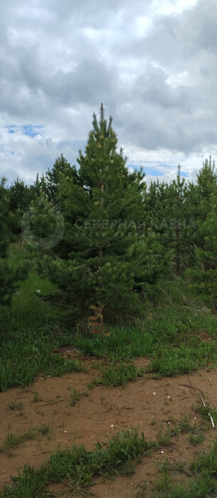 п. Становая, ул. Полевой,  218 (городской округ Березовский) - фото коттеджа (2)