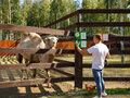 Продажа земельного участка: к.п. Заповедник, ул. парк Бобер (городской округ Сысертский, п. Габиевский) - Фото 5