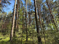 Продажа земельного участка: Белоярский ГО, ул. урочище 