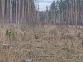 Продажа земельного участка: с. Кунгурка, ул. Коралловая, 10 (городской округ Ревда) - Фото 1