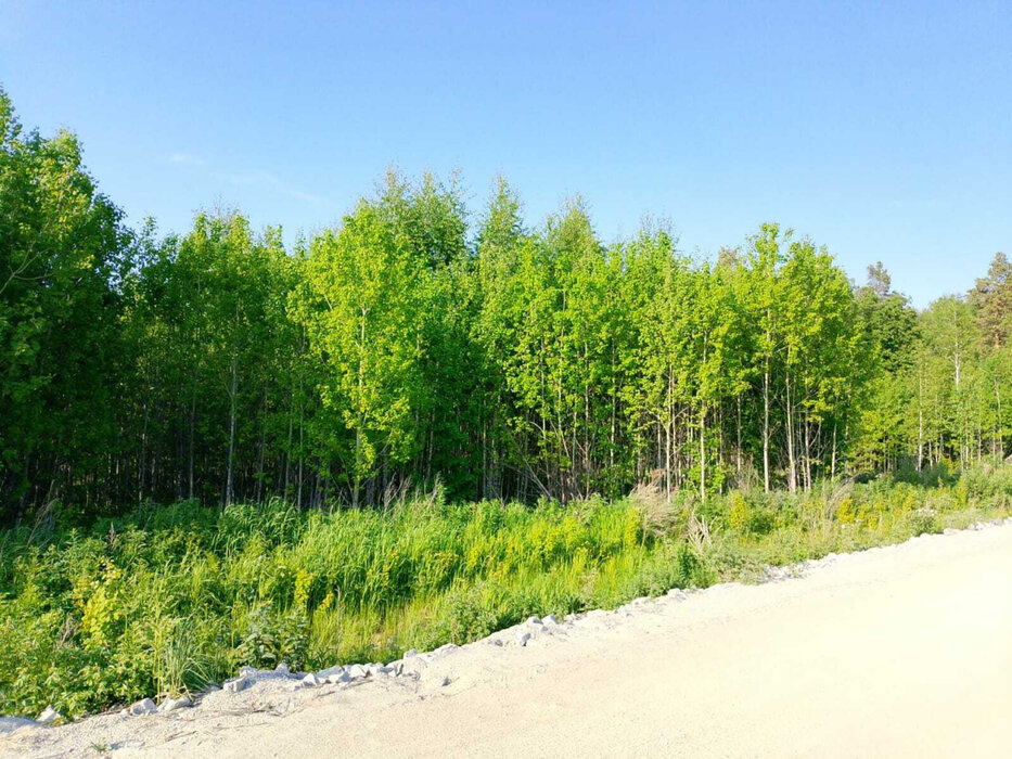 г. Березовский, СНТ Дачник (городской округ Березовский) - фото сада (1)