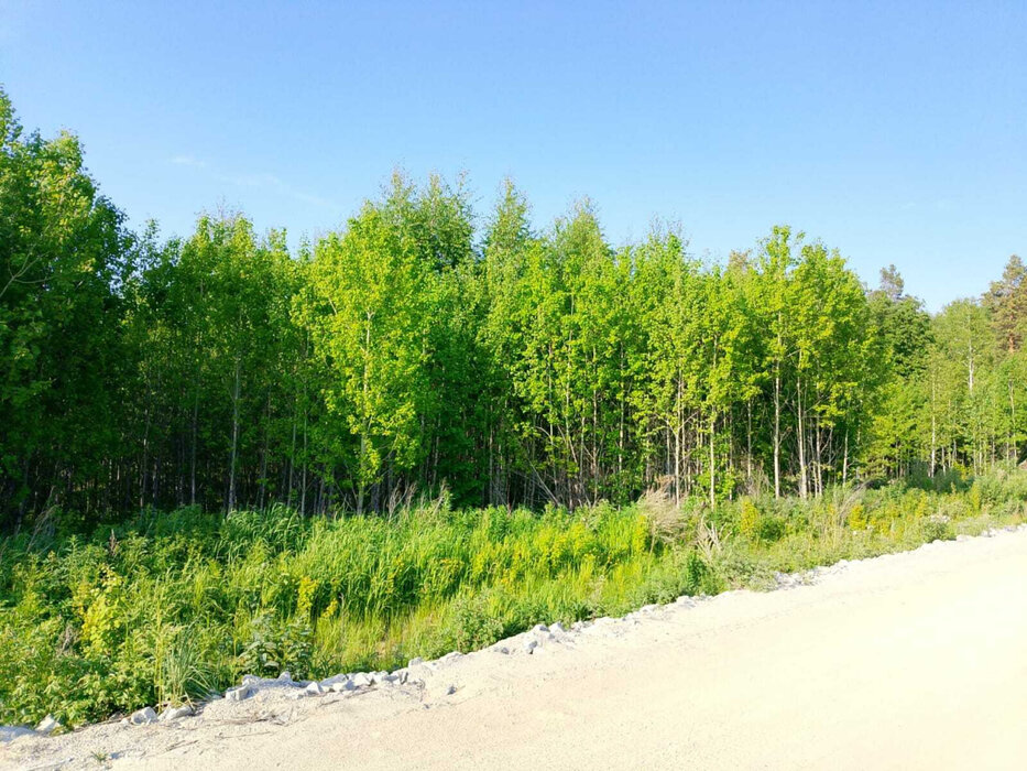 г. Березовский, СНТ Дачник (городской округ Березовский) - фото сада (7)
