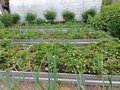 Продажа садового участка: п. Зеленый бор, СНТ Уралмашевец, ул. Октябрьская (городской округ Верхняя Пышма) - Фото 3