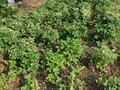 Продажа садового участка: г. Верхняя Пышма, СНТ 100 (городской округ Верхняя Пышма) - Фото 8