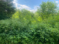 Продажа садового участка: п. Баранчинский, к/с  СНТ НТМК №8, ул. 11-я,   (городской округ Кушвинский) - Фото 2