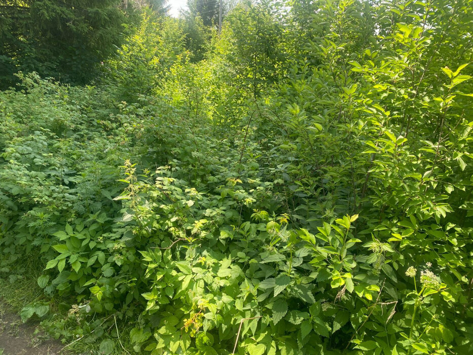 п. Баранчинский, к/с  СНТ НТМК №8, ул. 11-я,   (городской округ Кушвинский) - фото сада (3)
