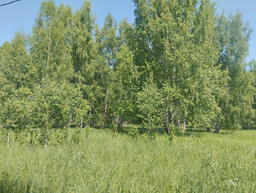 д. Подкорытова (Челябинская область, Каслинский район) - фото земельного участка (4)