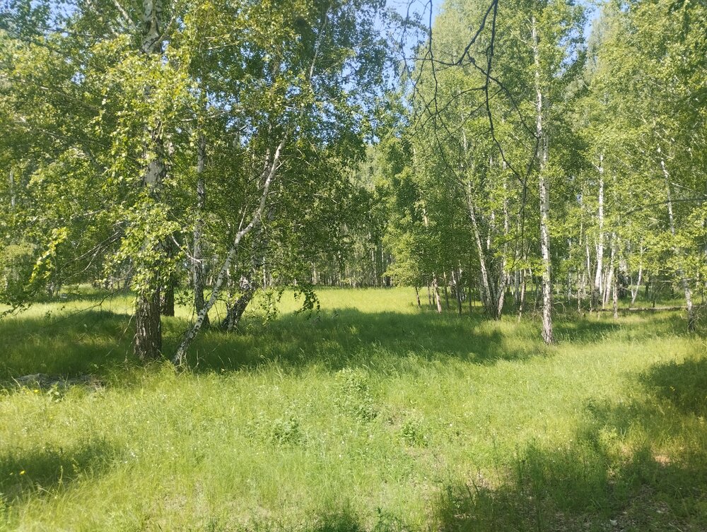 д. Подкорытова (Челябинская область, Каслинский район) - фото земельного участка (5)