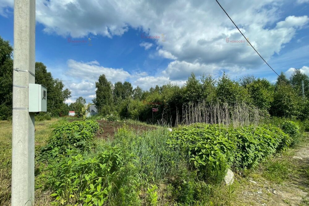 Екатеринбург, СТ Березка, уч. 137,217 - фото сада (2)